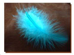 144 Plumes turquoise