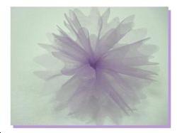 10 tulles organdi parme